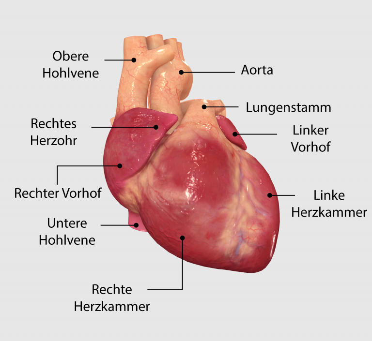 Wie funktioniert das Herz - Healthy-Heart.org