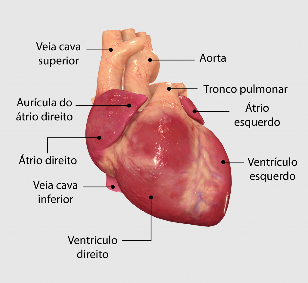 Anatomia Do Coração Pdf - BRAINCP