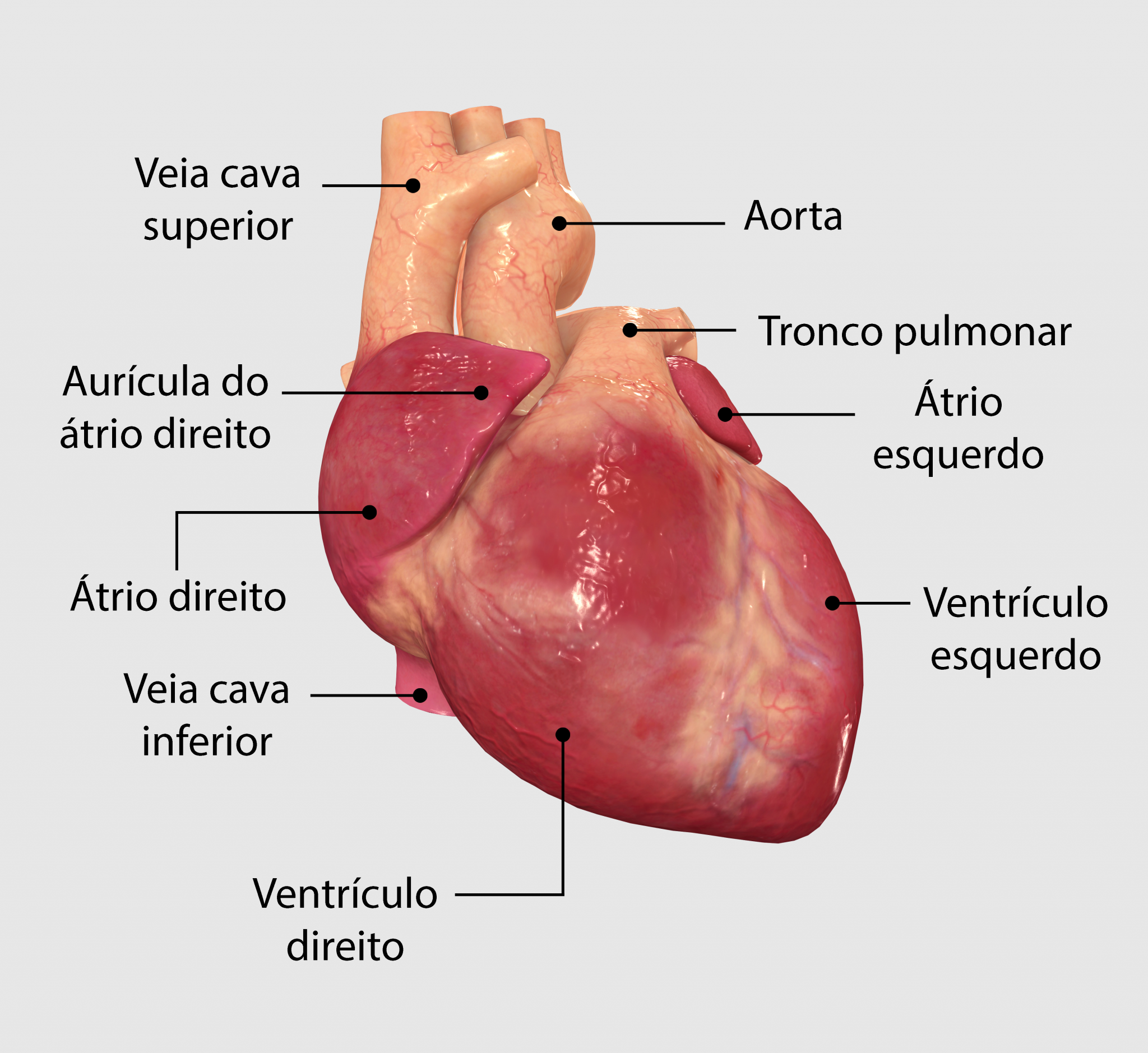 Como funciona o coração - Healthy-Heart.org
