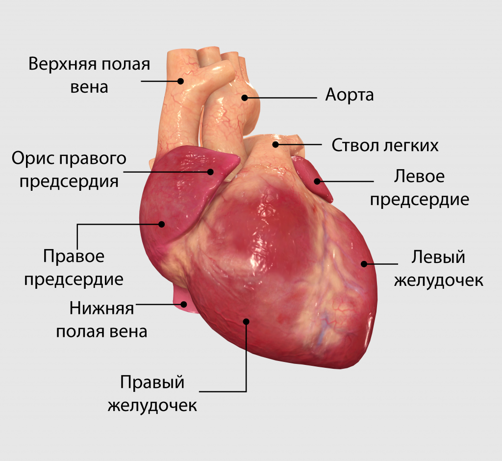 Где расположено сердце фото